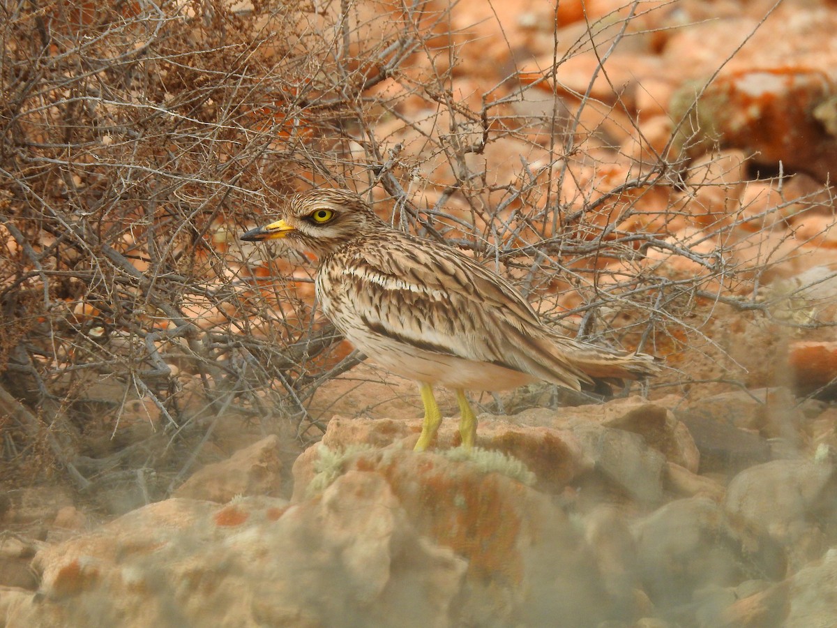 Eurasian Thick-knee - ML440491811