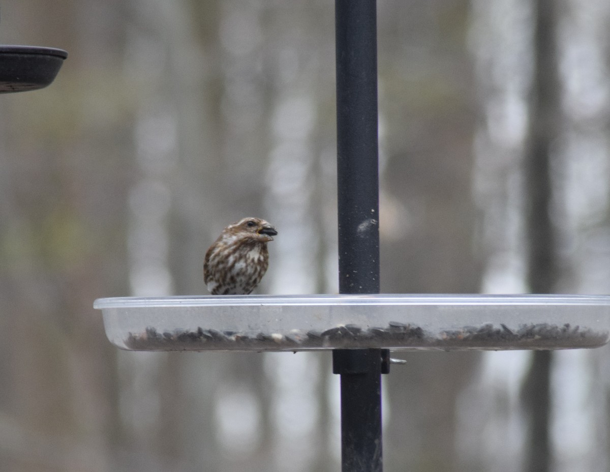 Purple Finch - ML440492061