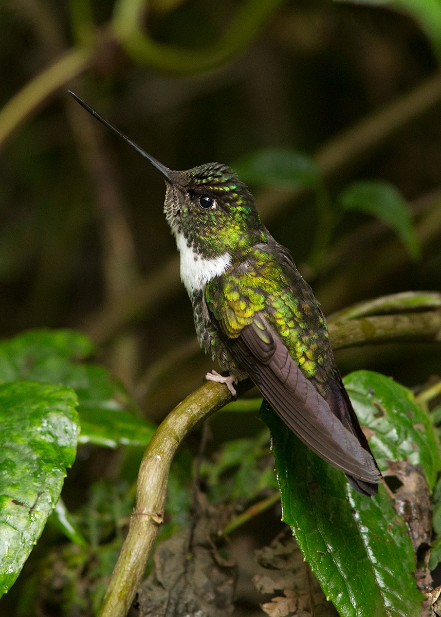 Collared Inca - Suzanne Labbé