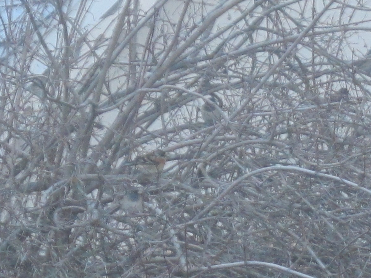 Brambling - Marty Freeland