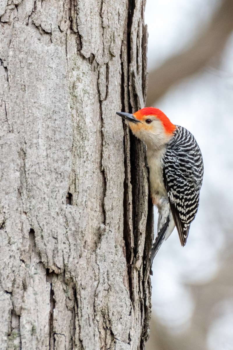 Red-bellied Woodpecker - Suzy Deese