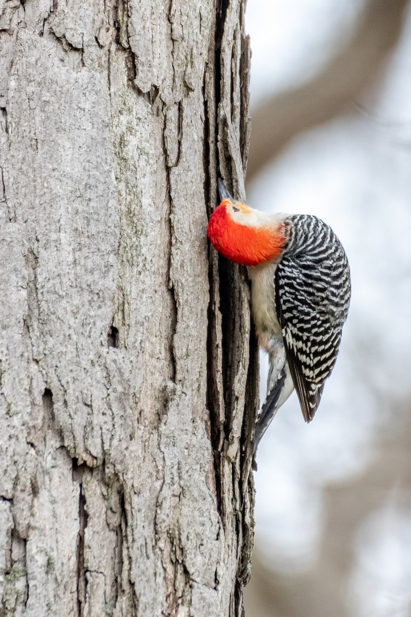 Red-bellied Woodpecker - ML440494911