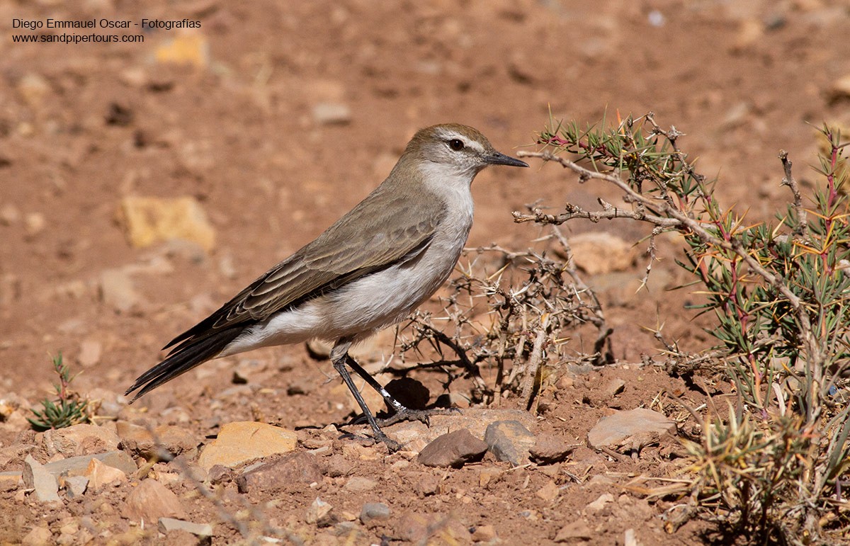 Dormilona Cejiblanca - ML440496011