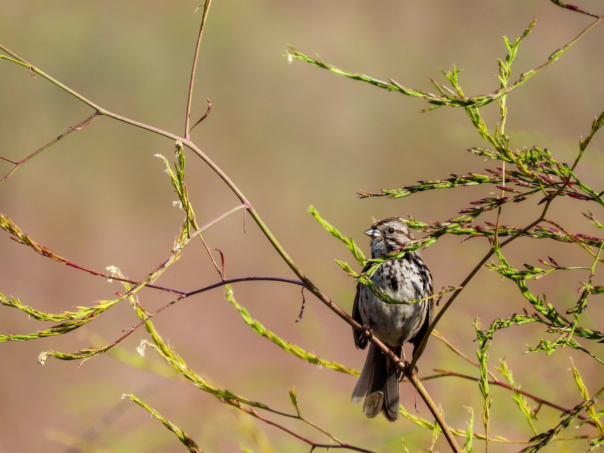 Song Sparrow - ML440496101