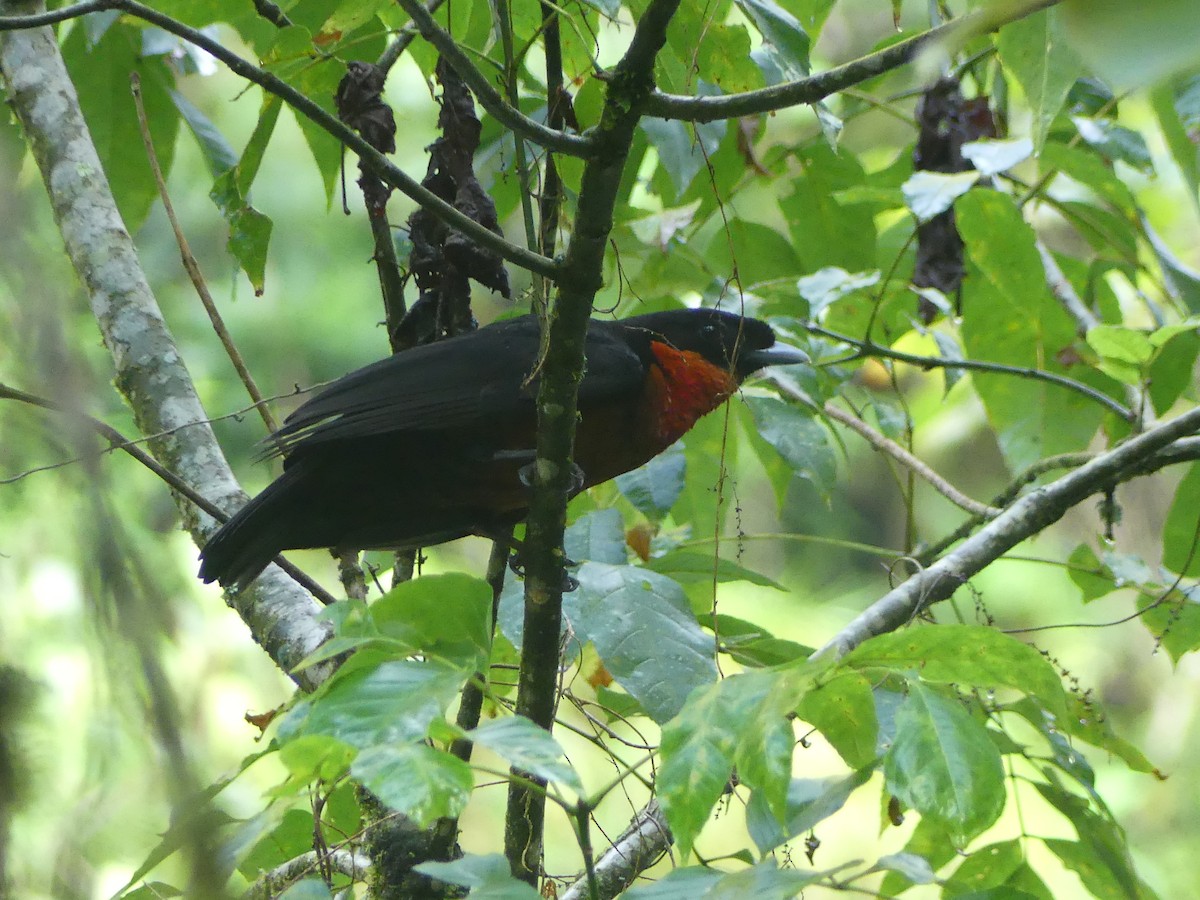 Red-ruffed Fruitcrow - Simon  Allen