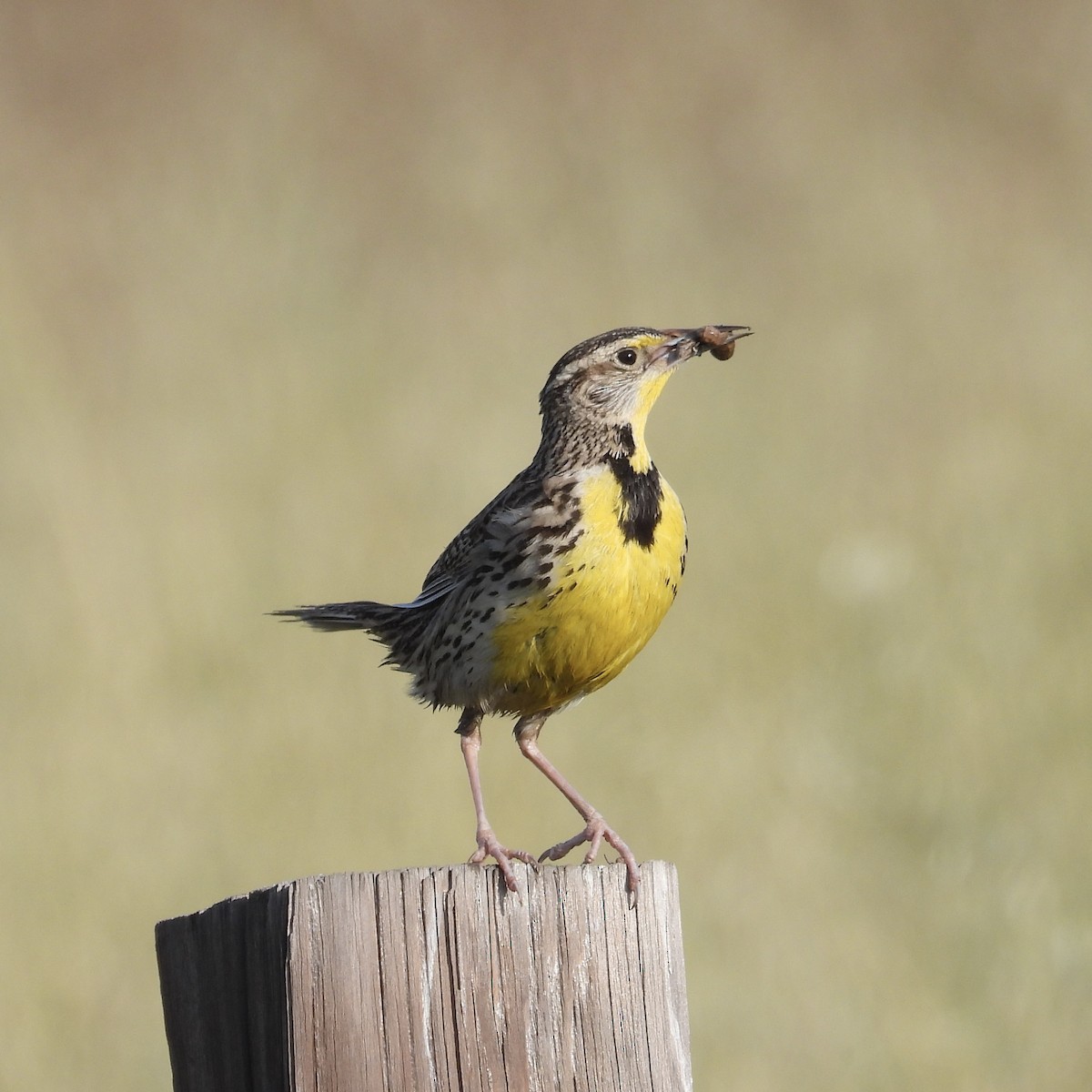 Western Meadowlark - Heather O'Connor