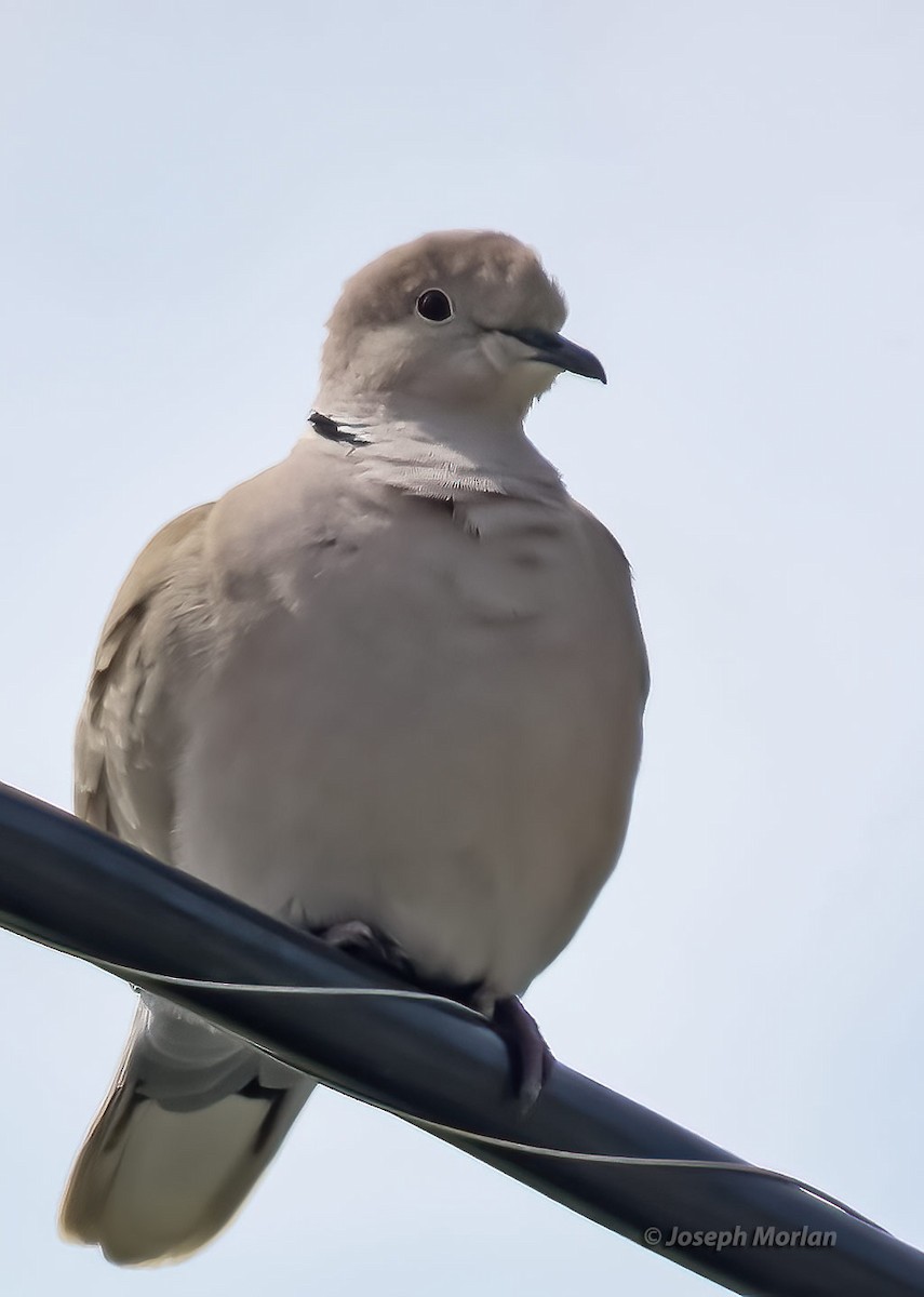 Eurasian Collared-Dove - ML440499451