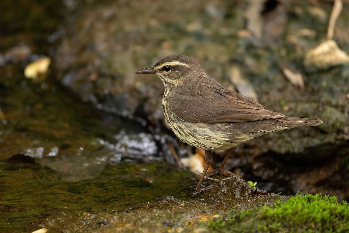 Northern Waterthrush - ML440500681