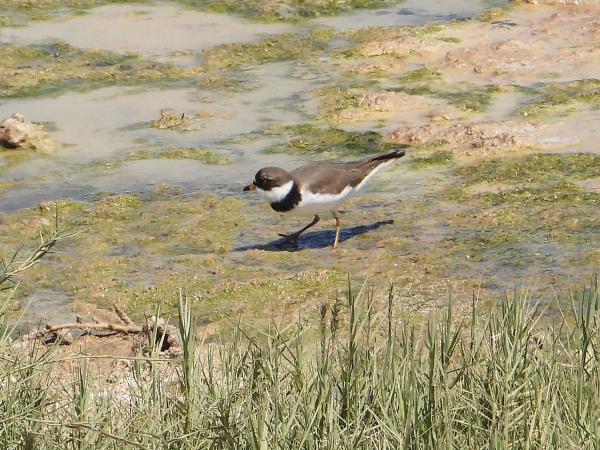 Semipalmated Plover - ML440502841
