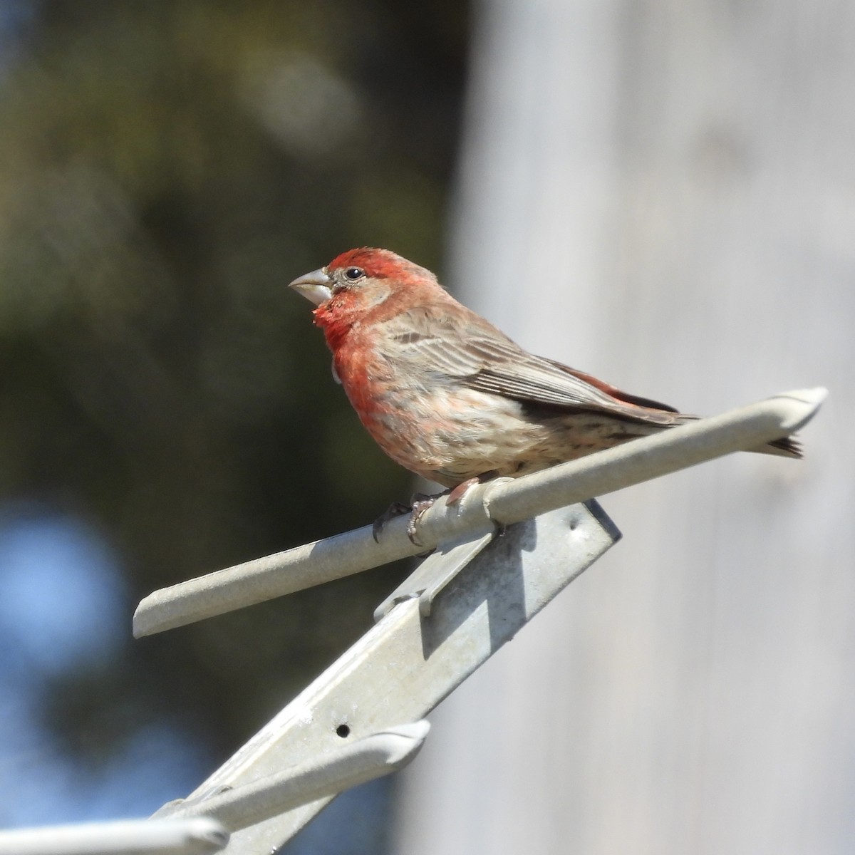 House Finch - Heather O'Connor