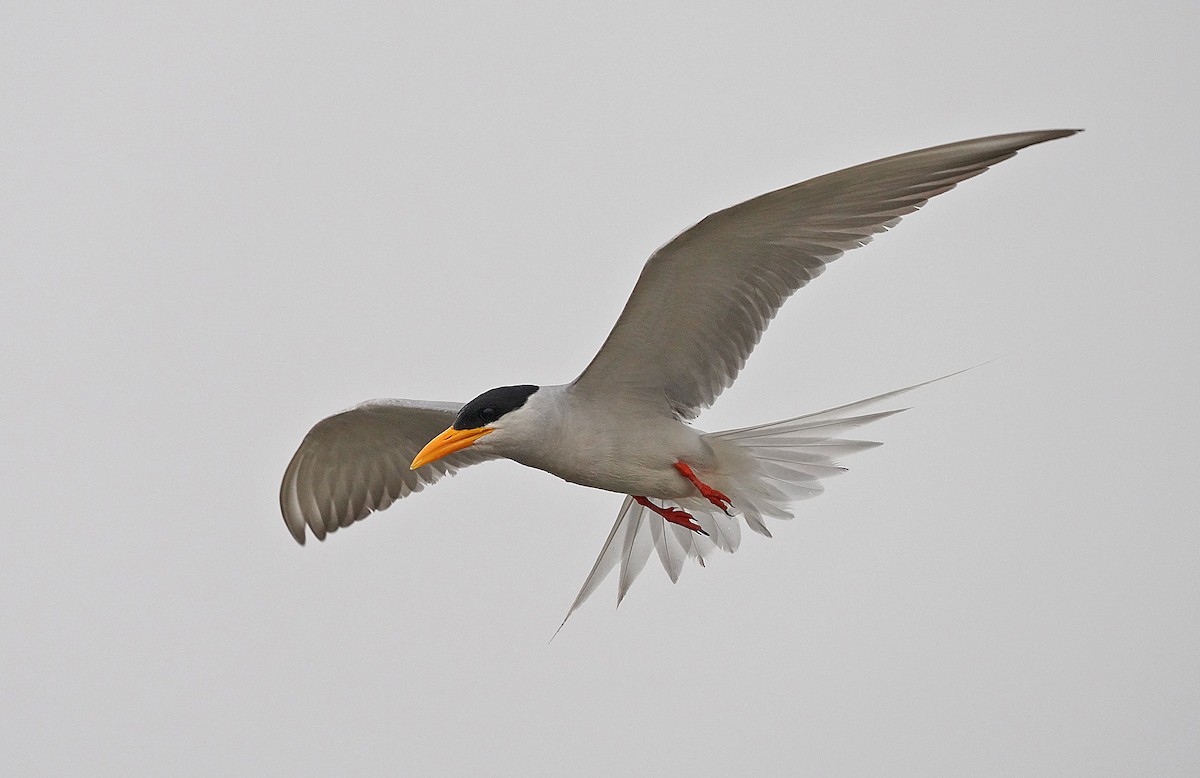 River Tern - ML440504201