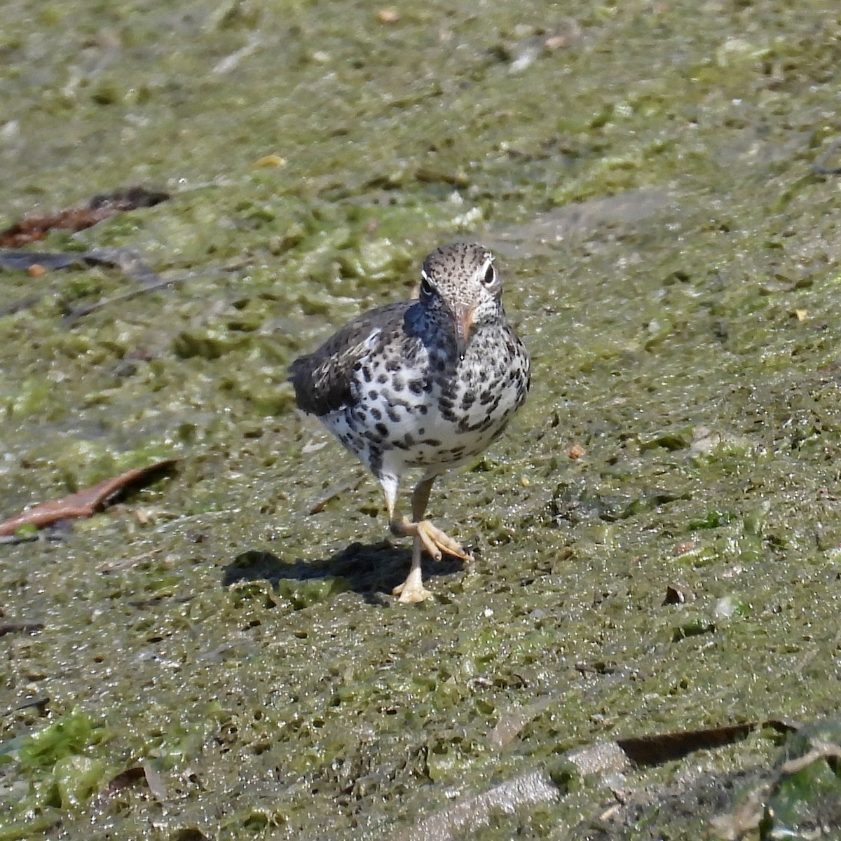 Spotted Sandpiper - ML440504781