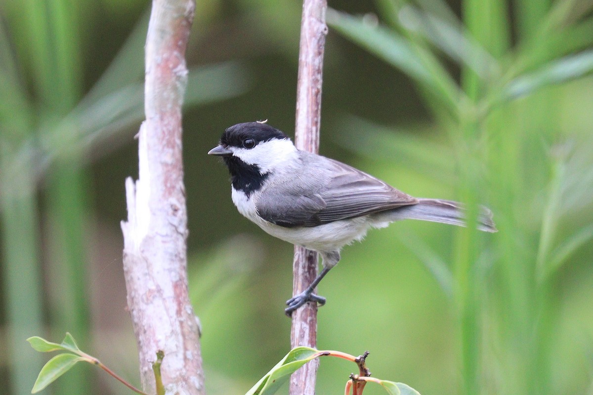 Carolina Chickadee - ML440505211