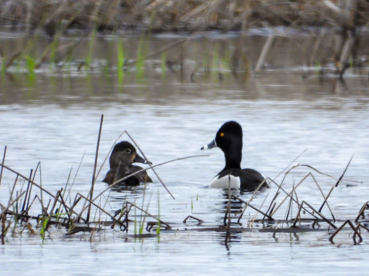 Ring-necked Duck - ML440505261