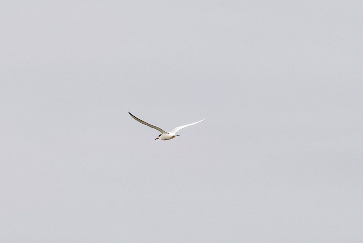 Forster's Tern - ML440506321