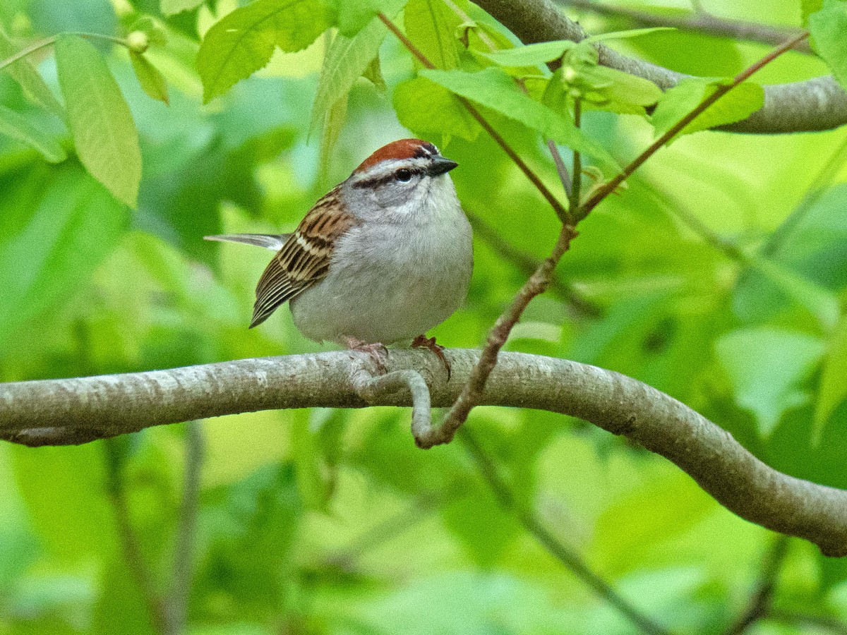 Chipping Sparrow - ML440506341