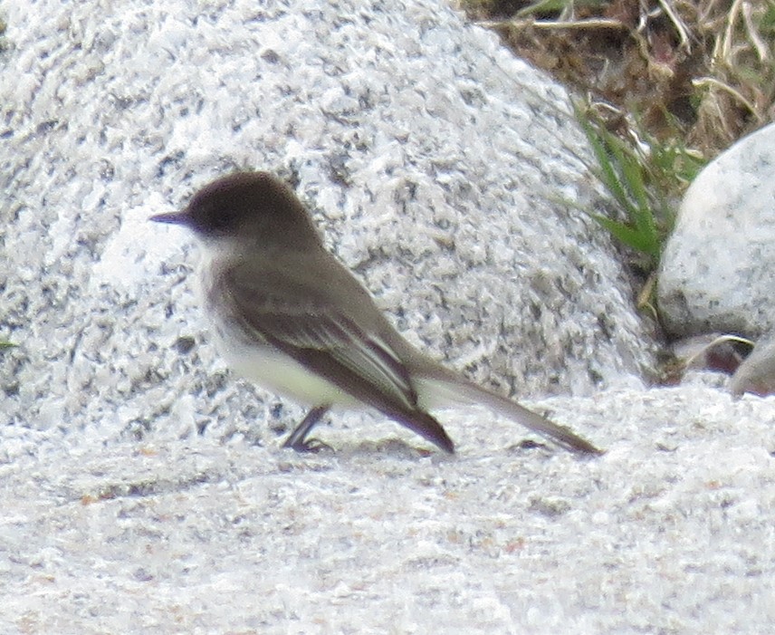 Eastern Phoebe - ML440506671