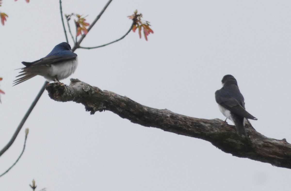 Golondrina Bicolor - ML440507091