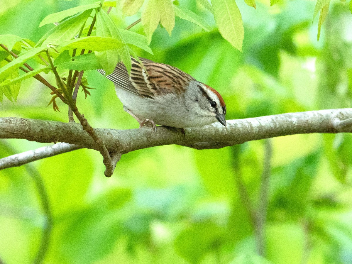Chipping Sparrow - ML440507121