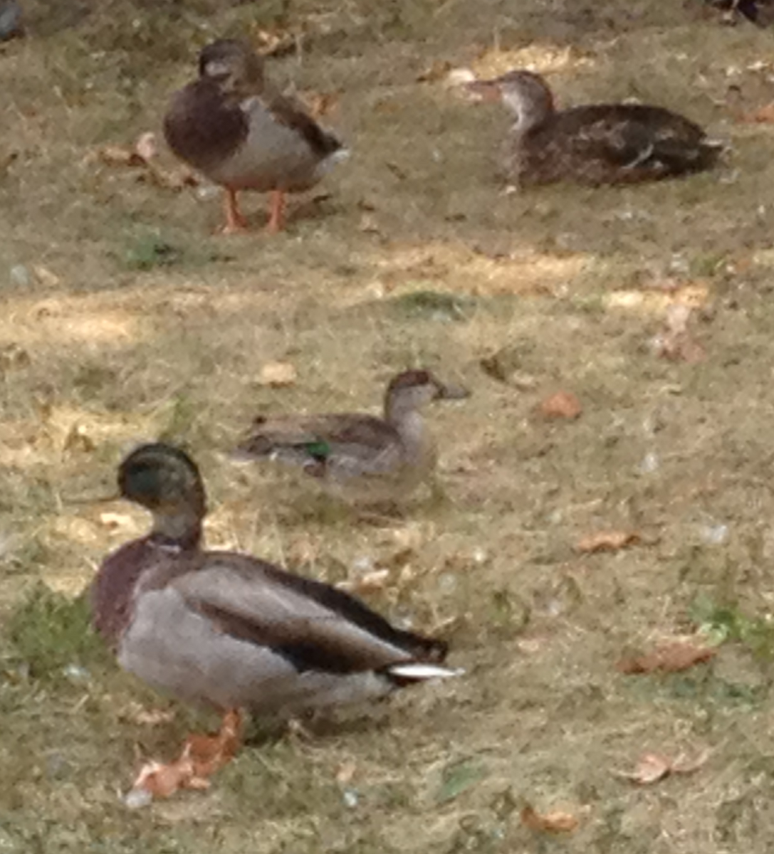 Green-winged Teal - ML44050791