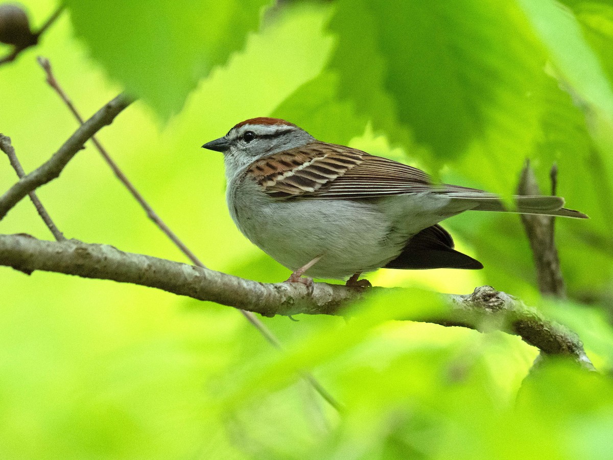 Chipping Sparrow - ML440508071