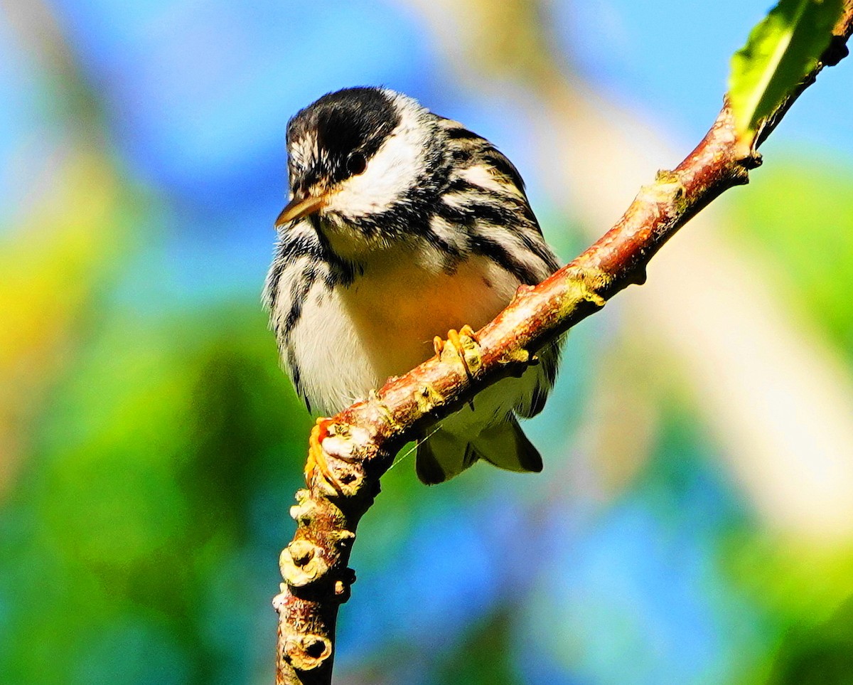 Blackpoll Warbler - ML440509431