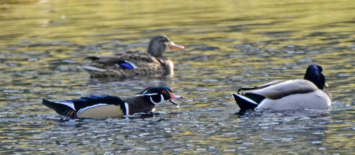 Wood Duck - ML44050951