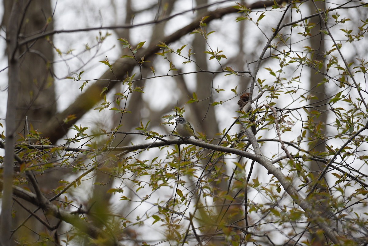 Blue-headed Vireo - Dwayne Murphy