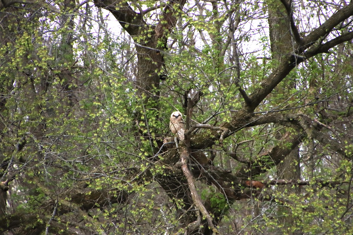 Great Horned Owl - ML440509811