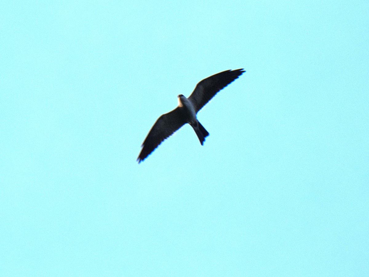 Mississippi Kite - Susan Elliott