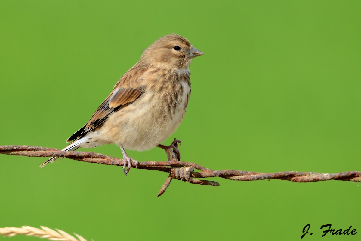 Eurasian Linnet - ML44051081