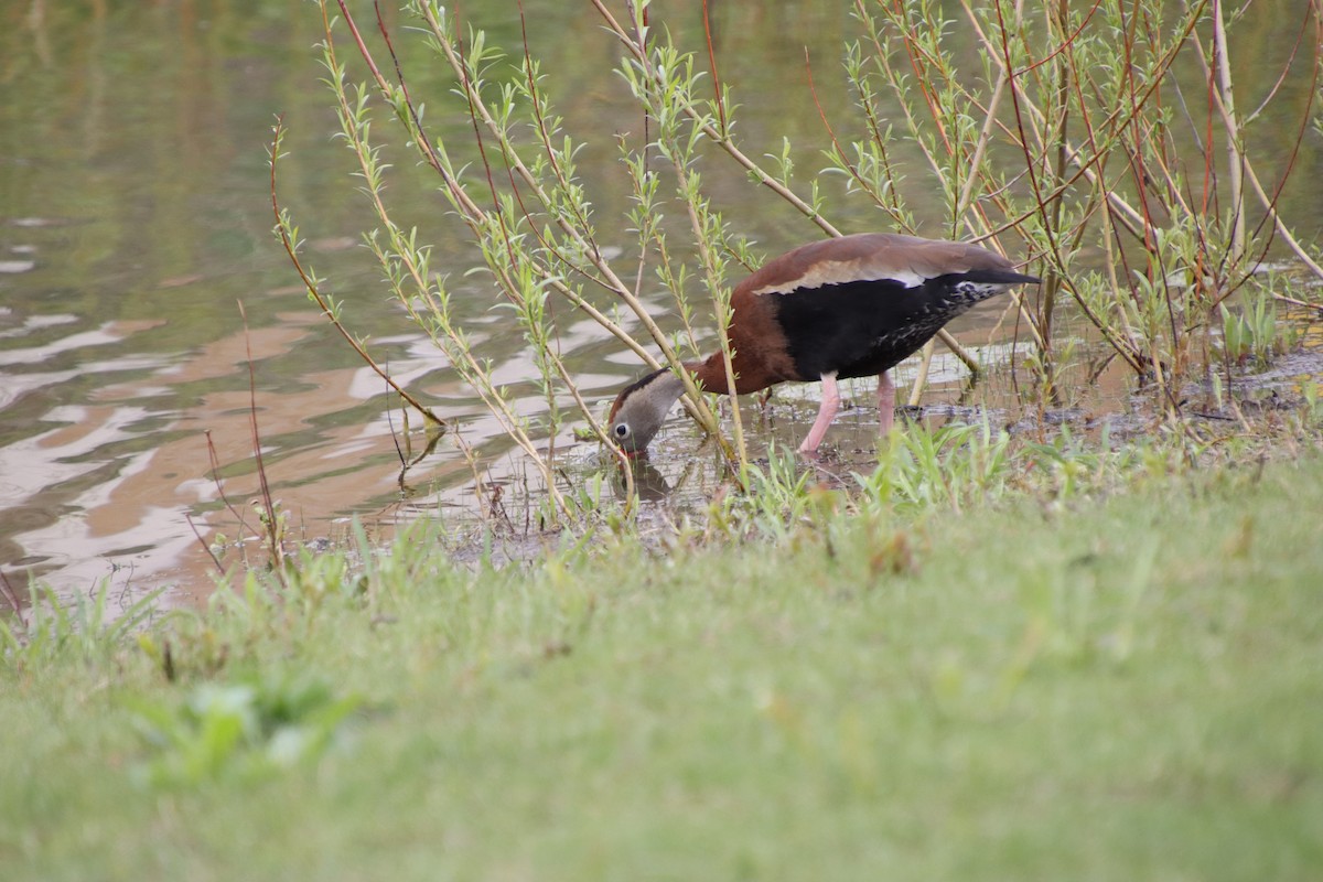 Black-bellied Whistling-Duck - ML440510821