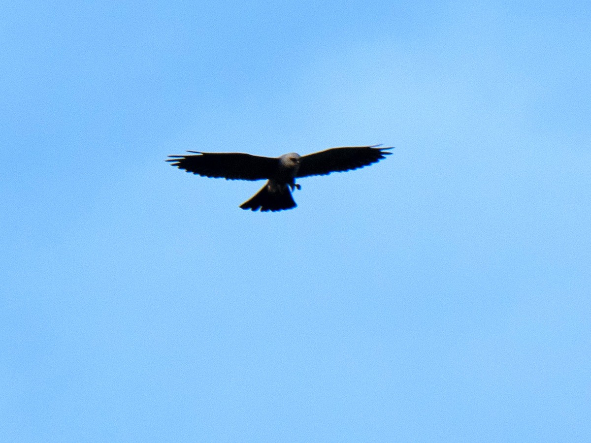 Mississippi Kite - ML440511391