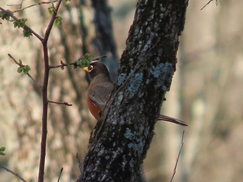 American Robin - ML440516581