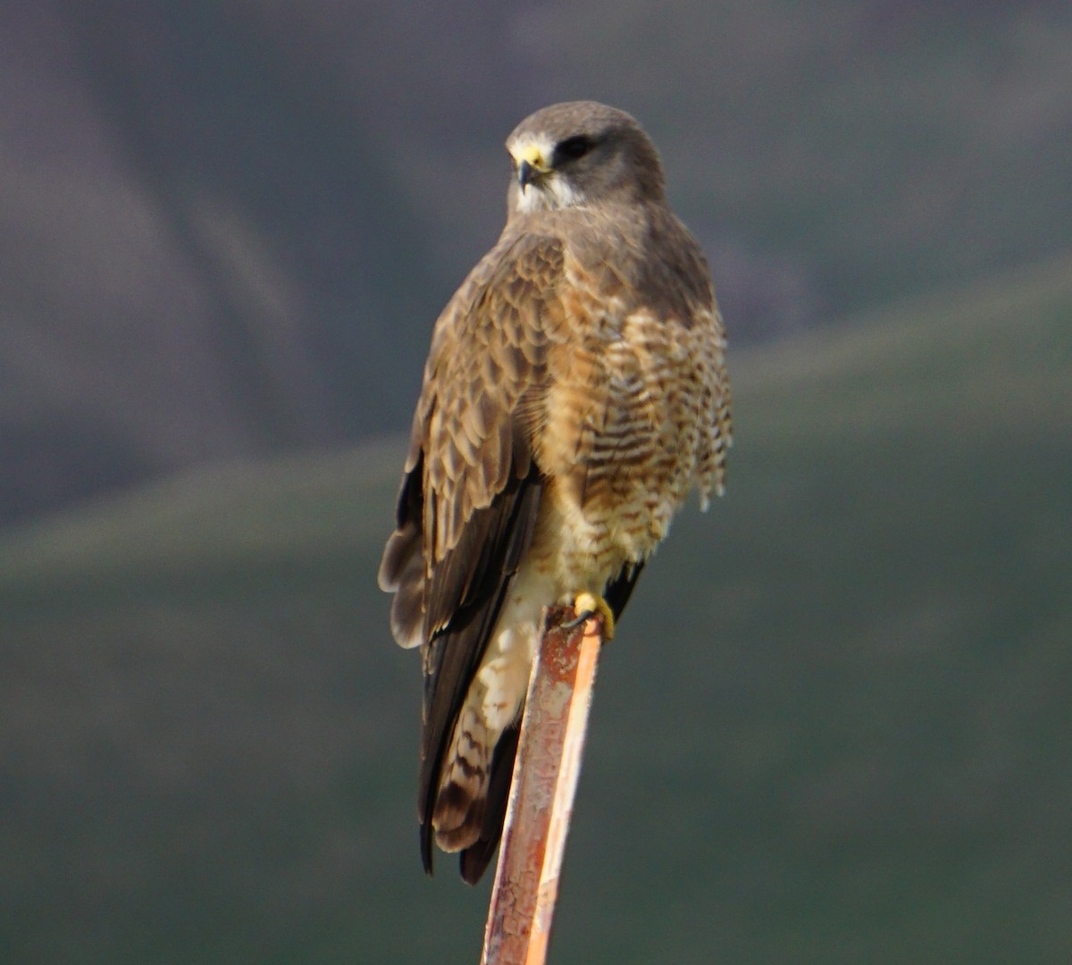 Swainson's Hawk - ML440516751