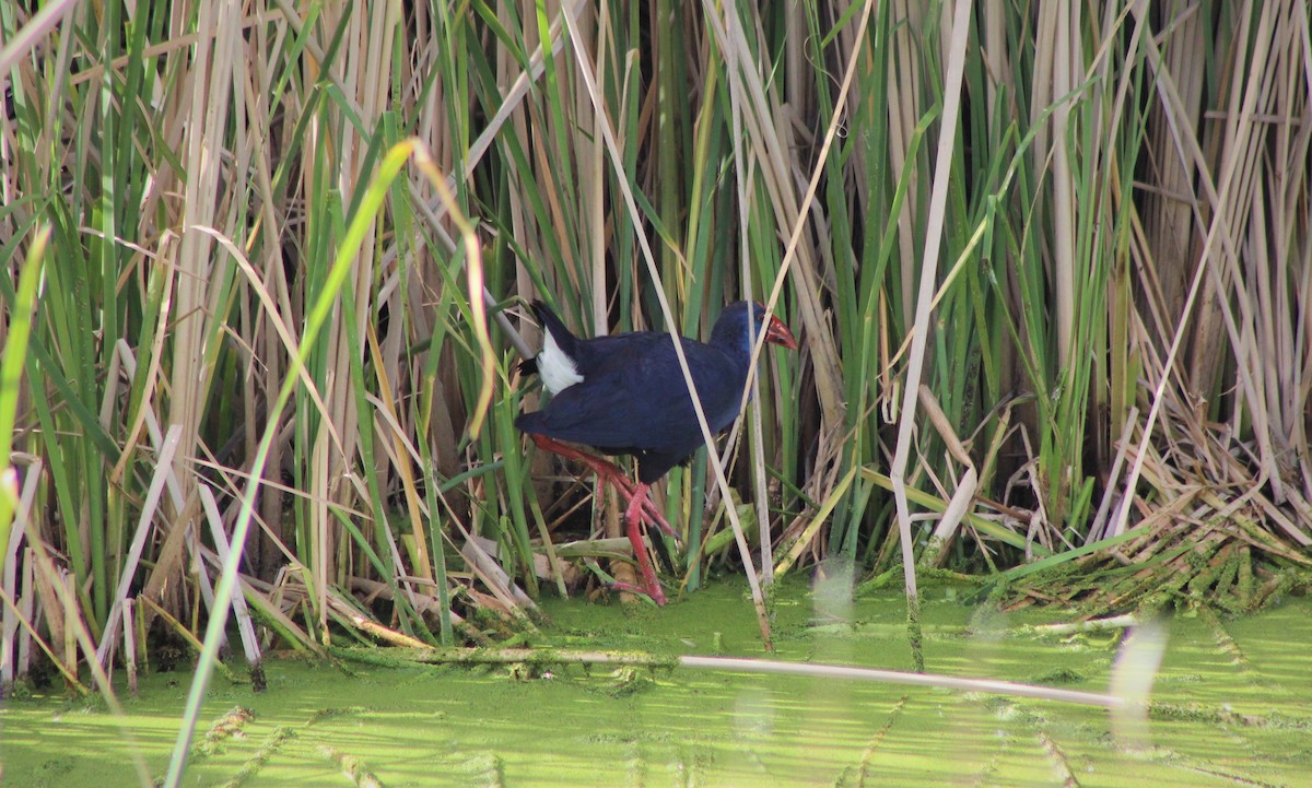 Western Swamphen - ML440517421