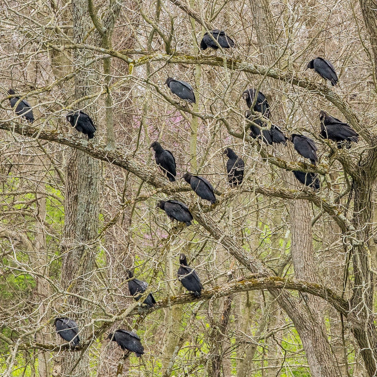 Black Vulture - ML440517681