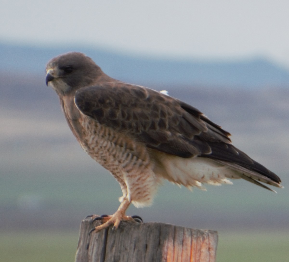 Swainson's Hawk - ML440518021
