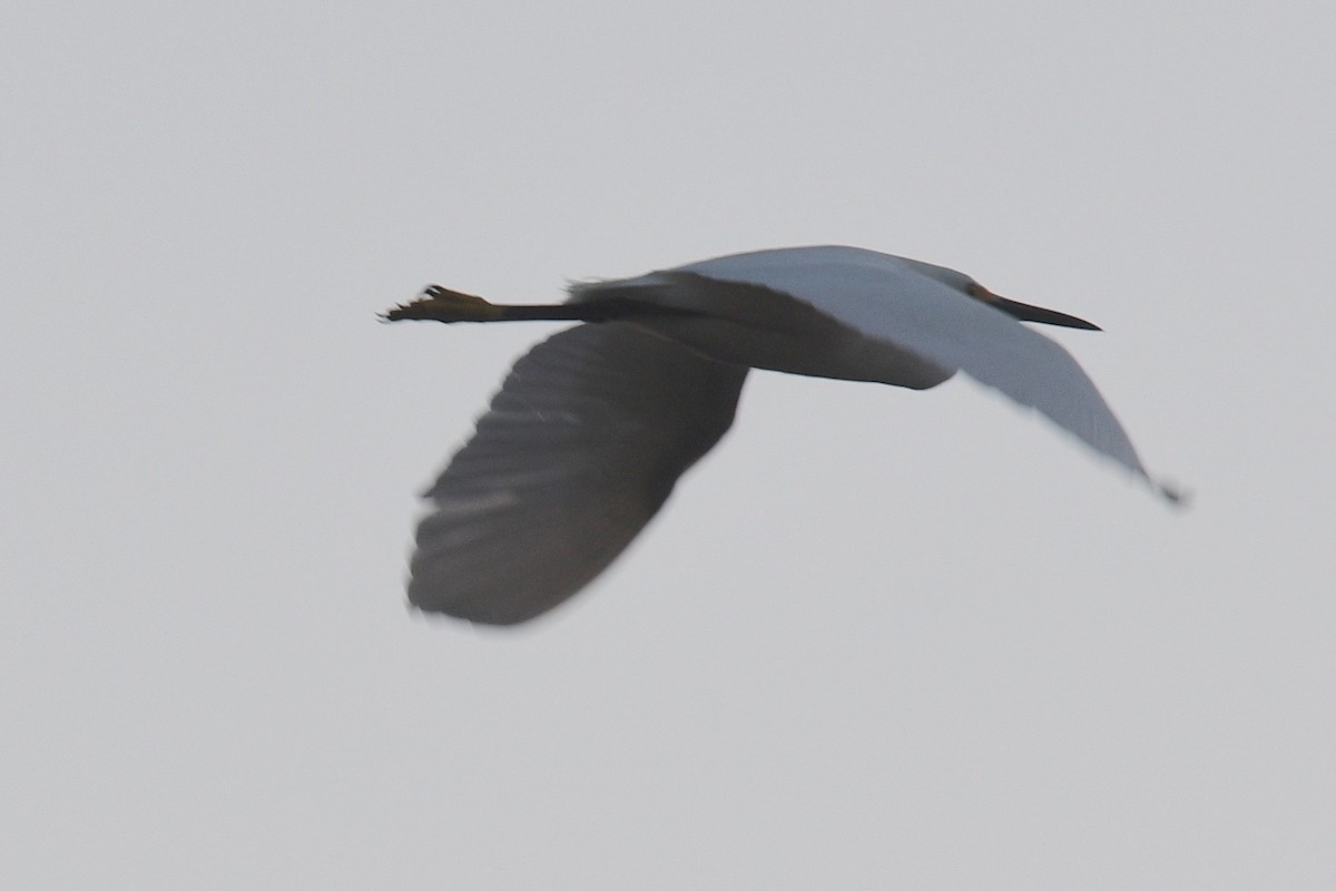 Snowy Egret - barbara segal