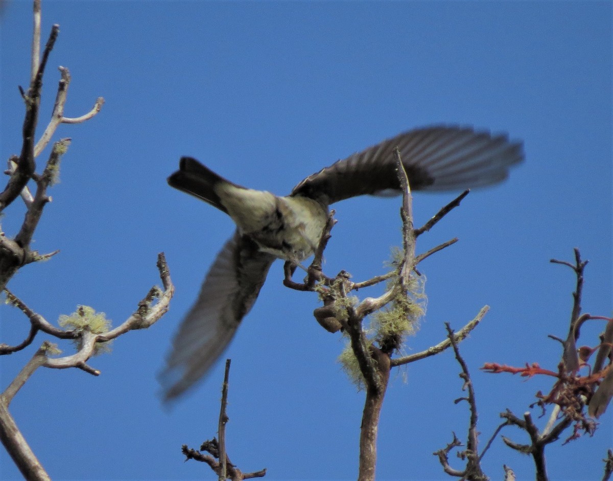 Western Wood-Pewee - ML44051941