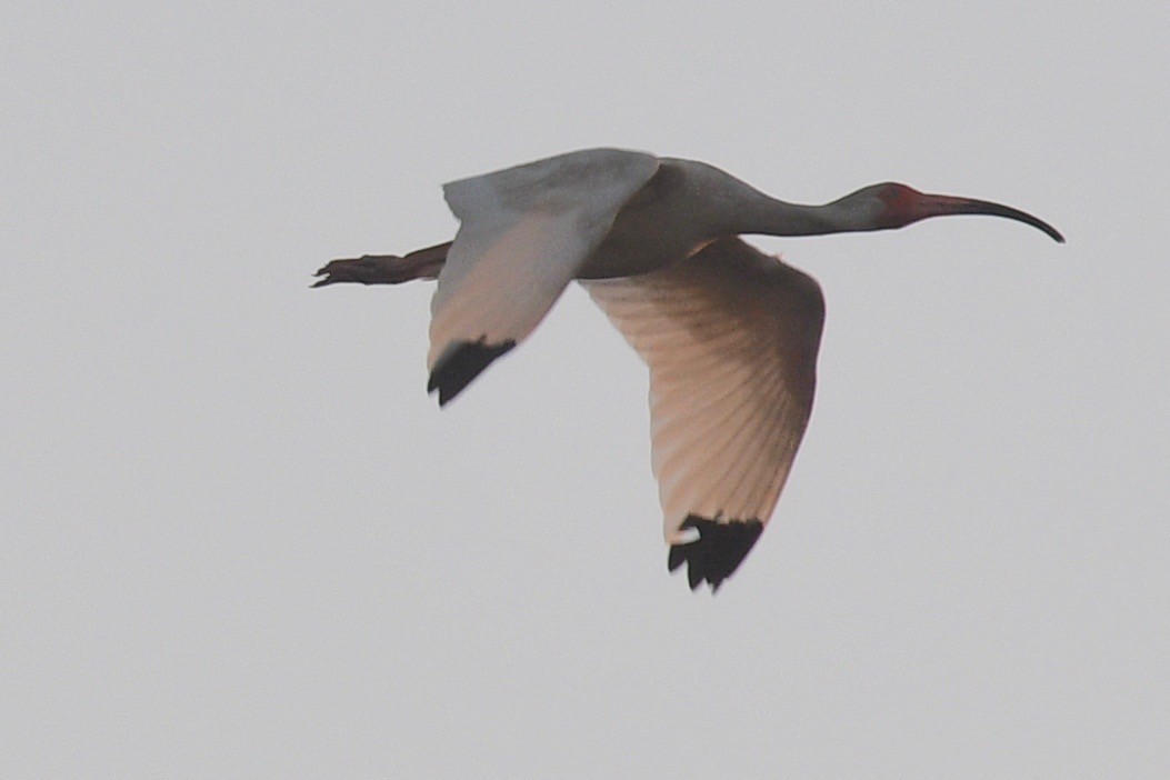 ibis bílý - ML440519721