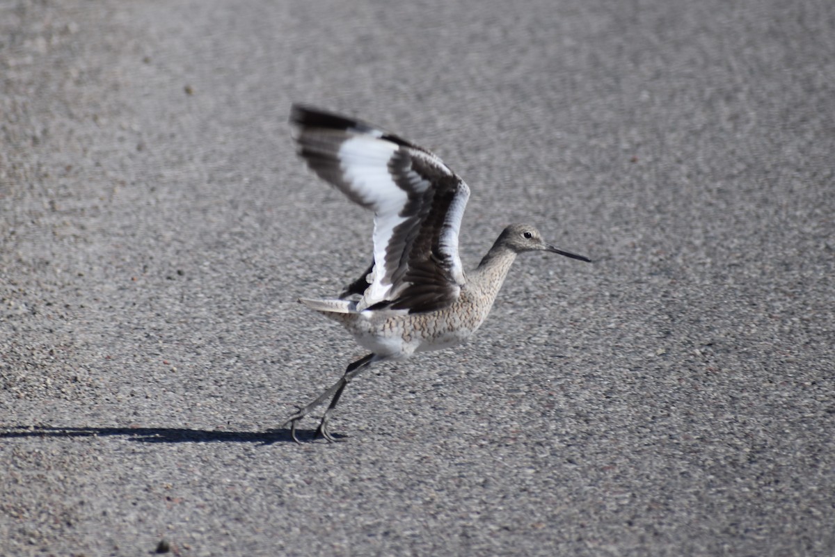 Willet - ML440519961