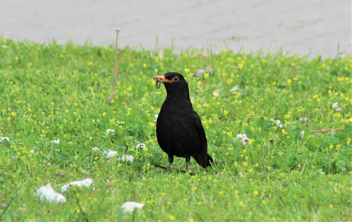 Amsel - ML440519971