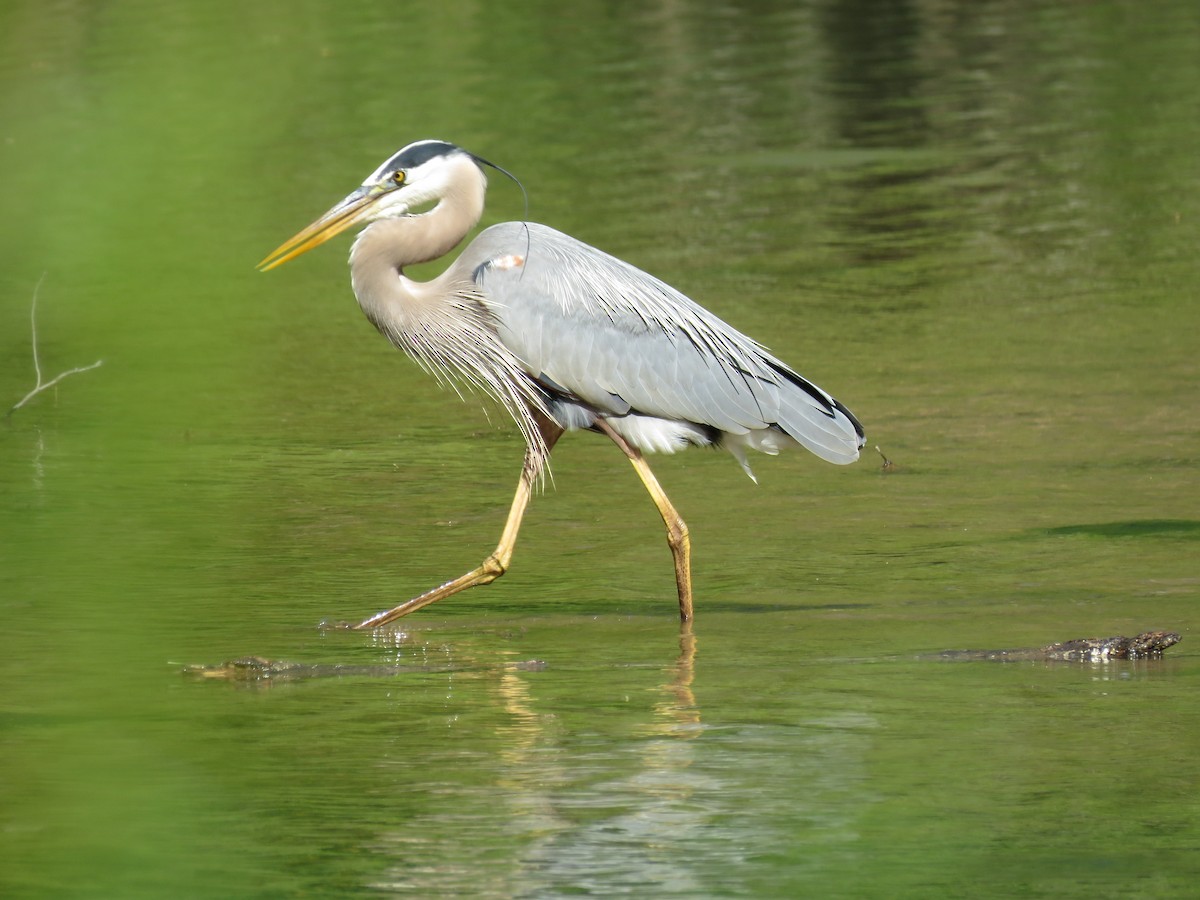 Great Blue Heron - ML440520101