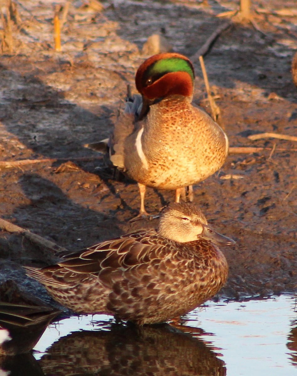 Green-winged Teal - Lisa Hughes