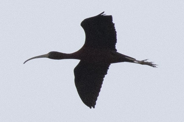 ibis hnědý - ML440522851