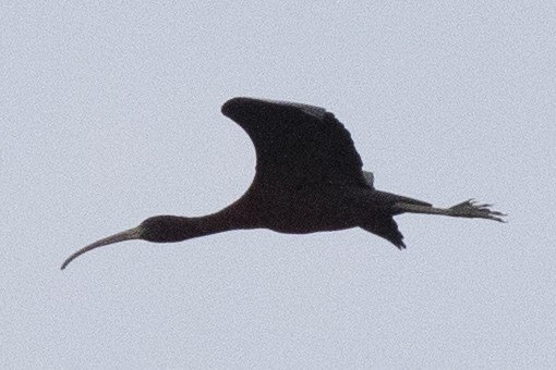 ibis hnědý - ML440522941