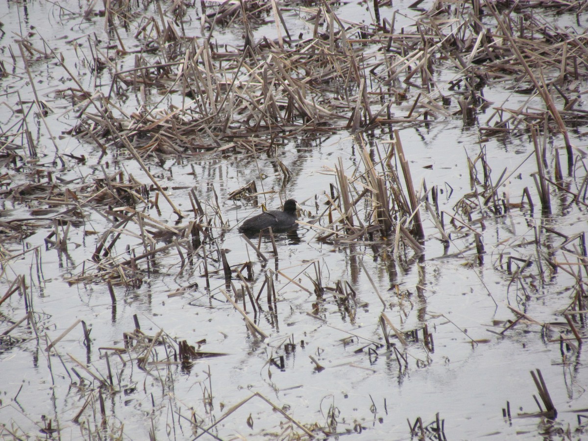 American Coot - ML440523581