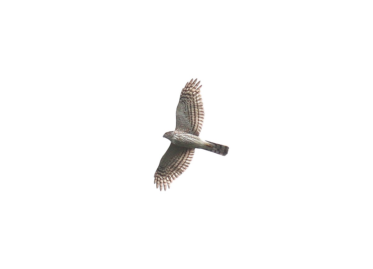 Sharp-shinned Hawk - ML440524291