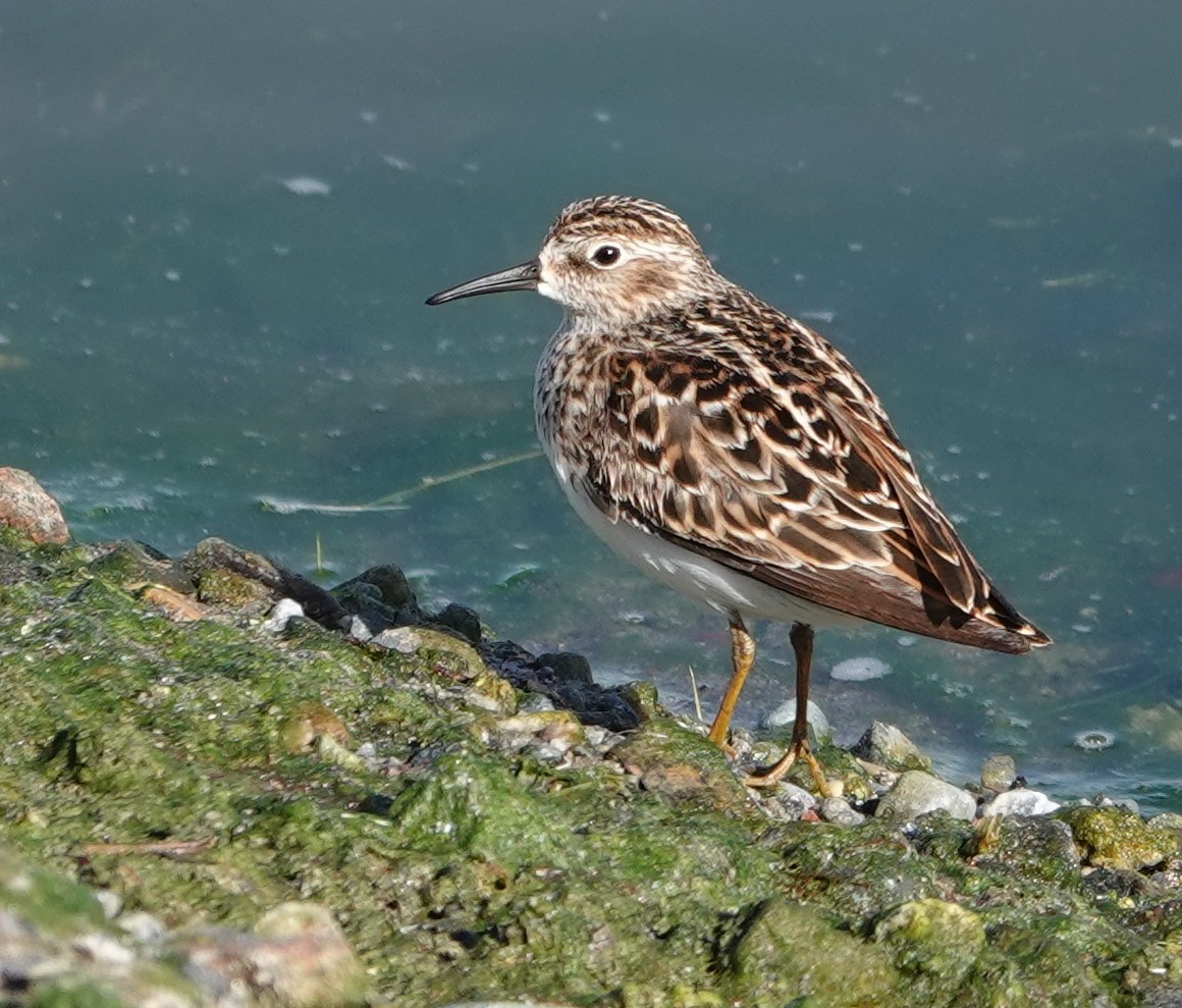 Least Sandpiper - ML440525671